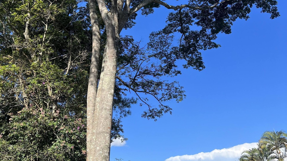 Ibiuna House | Procurando Tranquilidade e Diversão? Nós Temos Ambiente Natural e Aconchegante