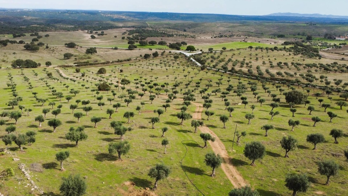 Castelo de Vide Cottage | Casa da Meada - Herdade Santo Isidro | Santo Isidro 6 | Alentejo