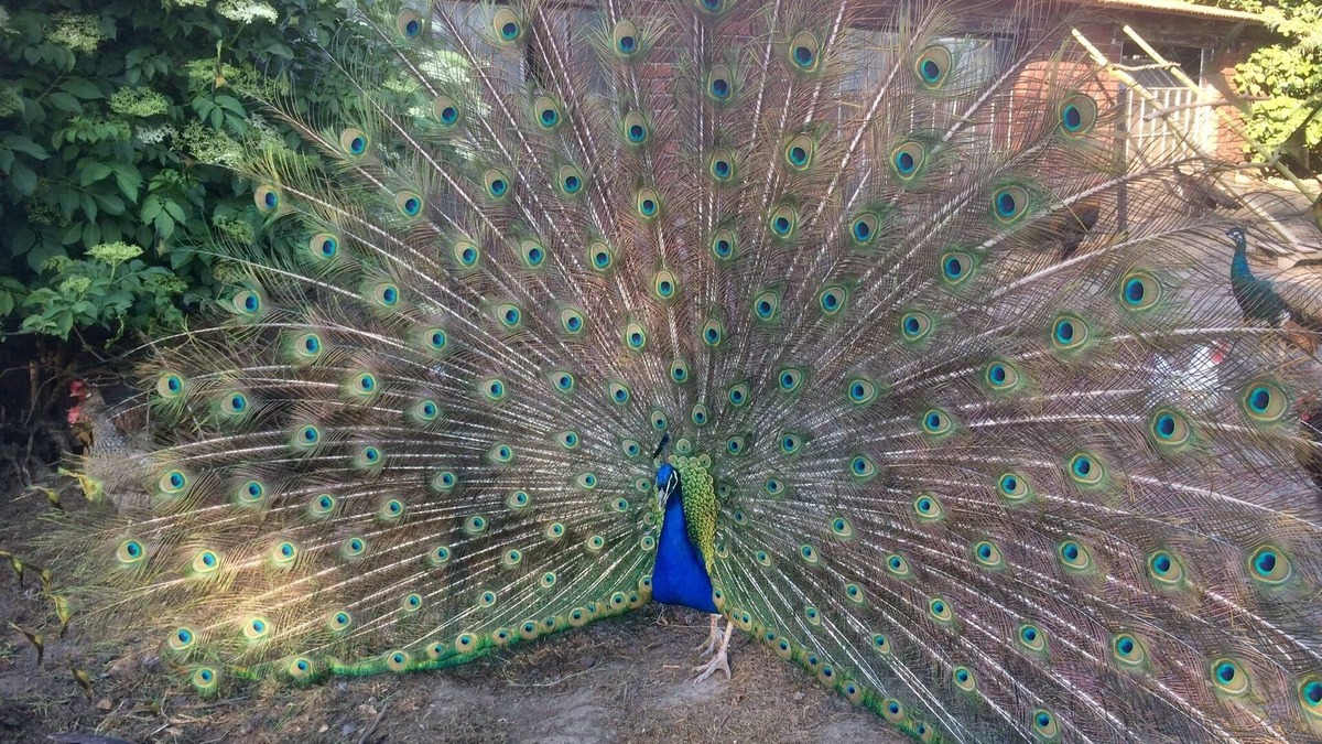 Ostbevern Apartment | Pure relaxation at the enchanted peacock farm