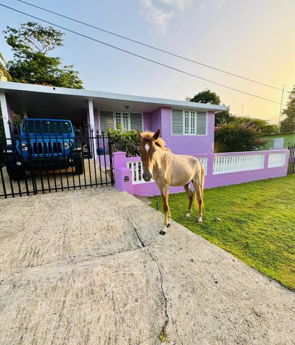Esperanza House | Purple Sunset - Walk to Malecon & Beaches