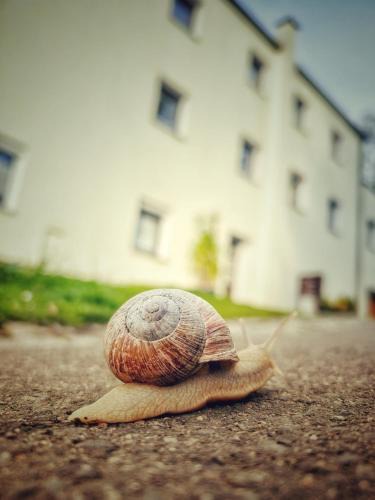 Berggieshubel Apartment | Quartier - alte Steigerbaude