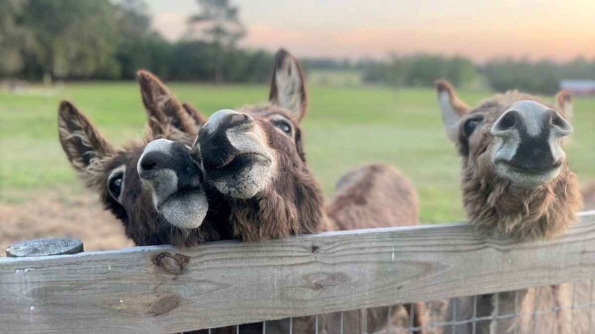 Williston House | Quiet Country Getaway in Horse County Close to Ocala/Gainesville, Pet Friendly!