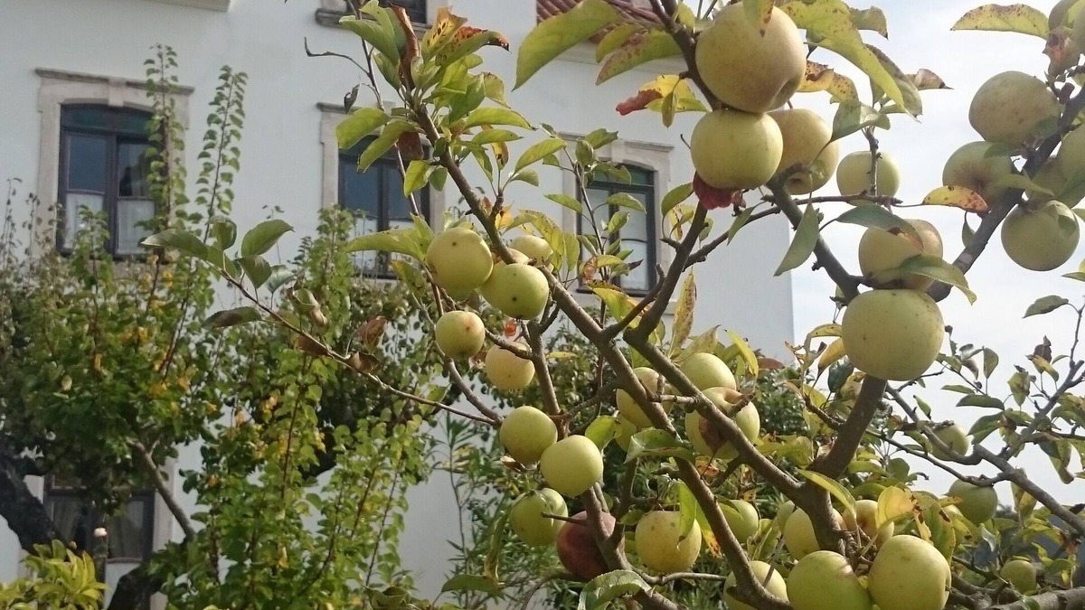 Cacia Bed & Breakfast | Quinta da Vila Francelina