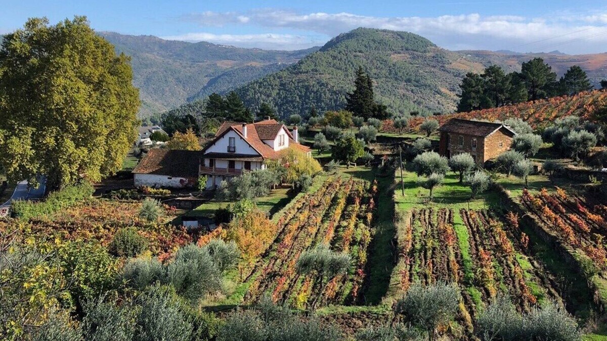 Cotas Other | Quinta Vila Rachel - Winery - Flora House