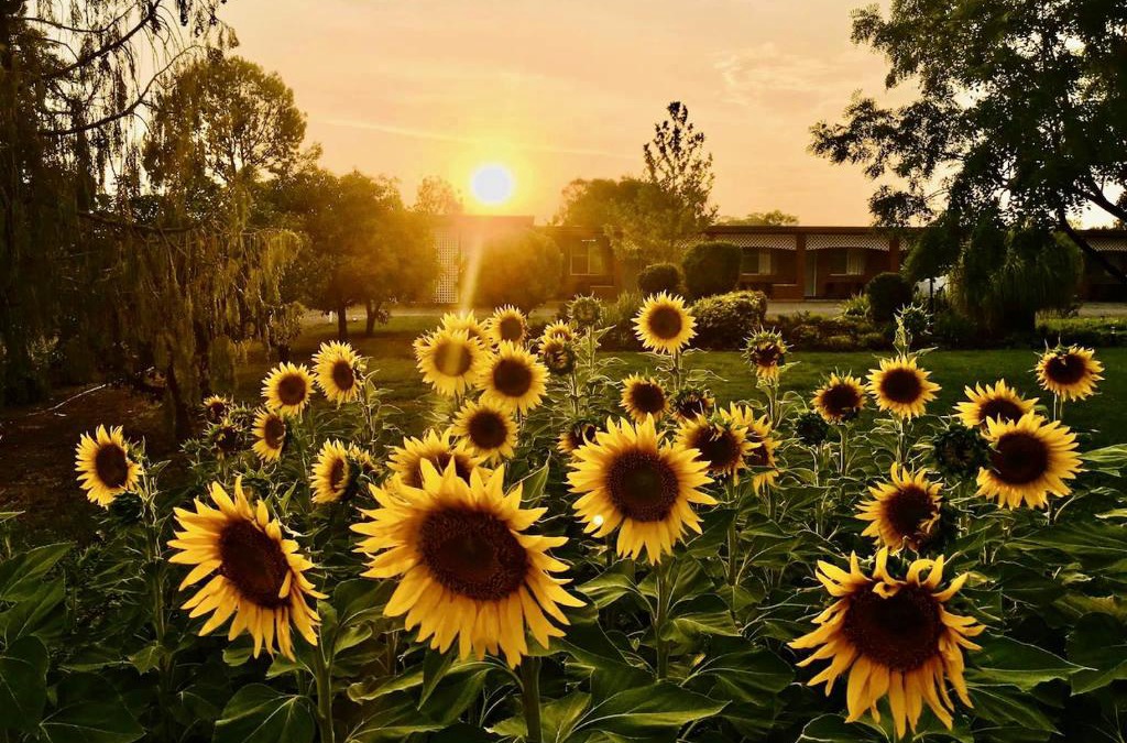 Quirindi Hotel | Quirindi Sunflower Motor Inn