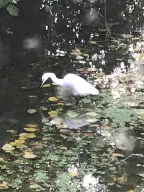 Asse-le-Riboul Apartment | Réveil aux chants des oiseaux