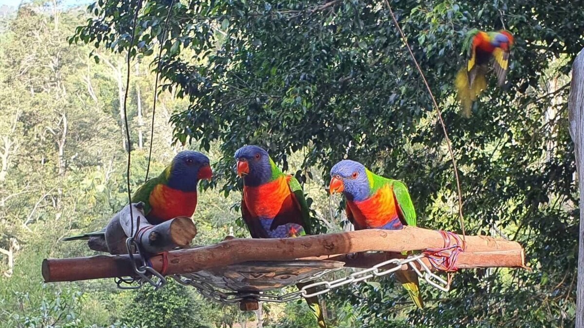 Upper Orara Bed & Breakfast | Rainforest Retreat