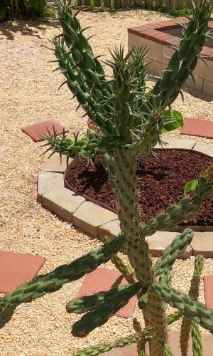 Long Neck House | Ranch with Cactuses