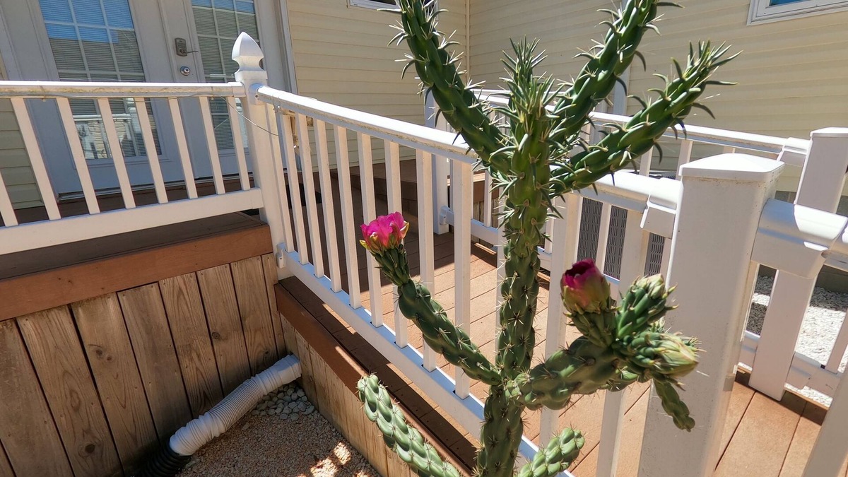 Long Neck House | RANCH WITH CACTUSES