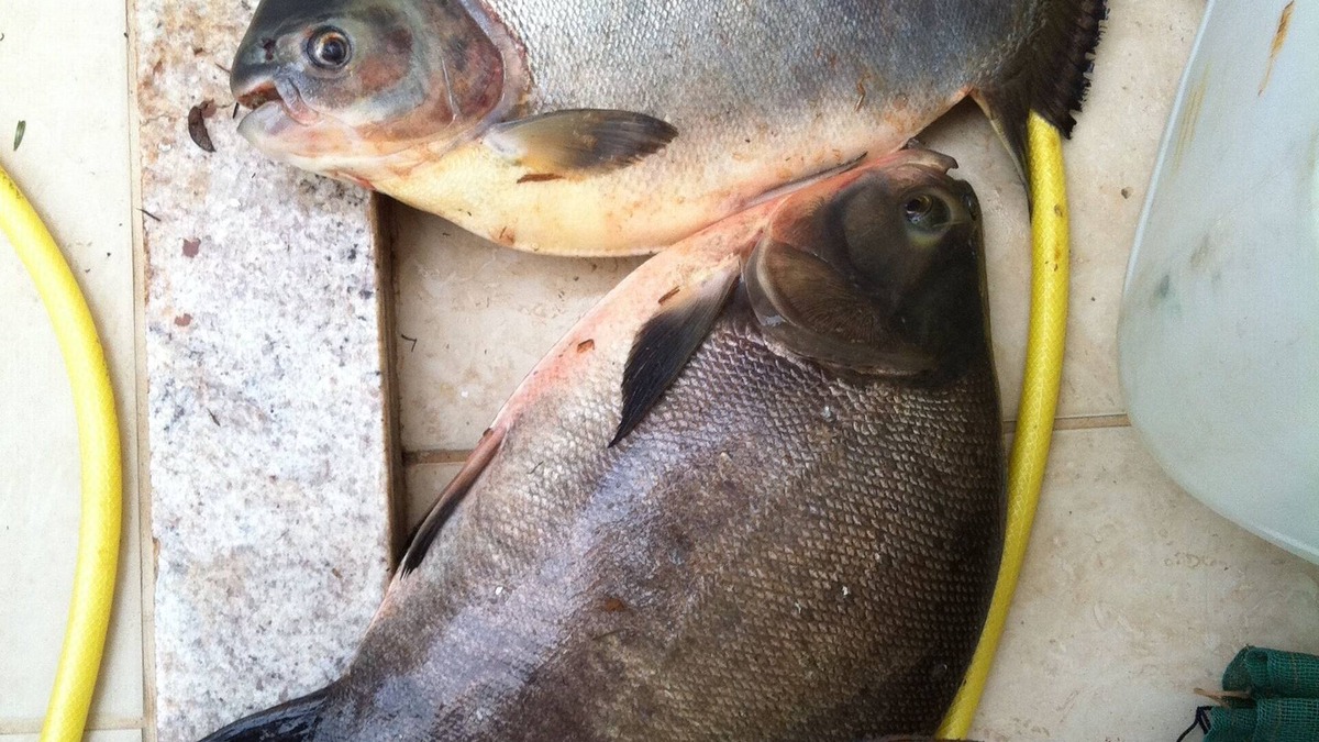 Irapua House | Rancho Sertão - Fishing, Party and Leisure.