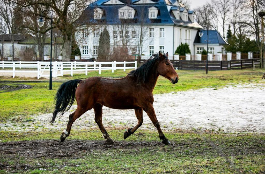 Sarbsk House | Rancho Ulinia koło Łeby