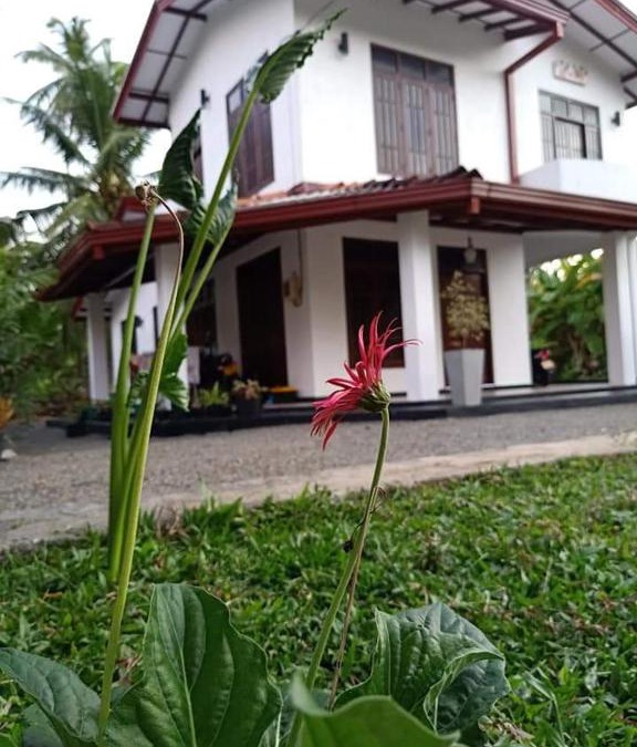 Hikkaduwa Villa | Ransavi villa