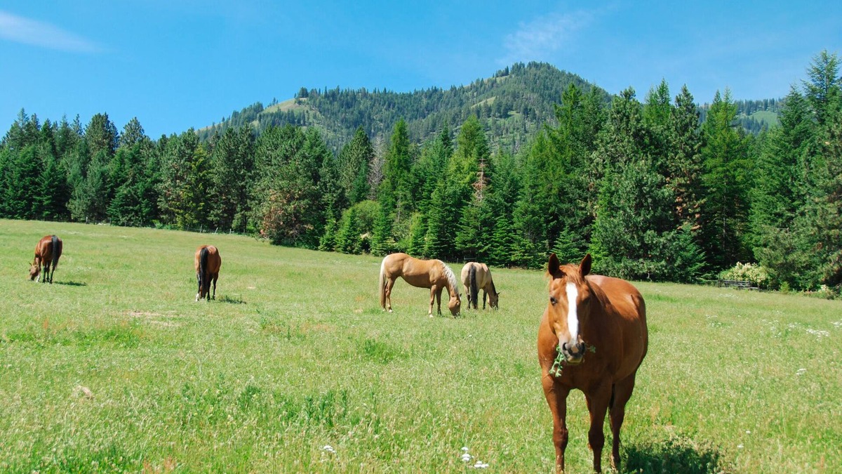 Summerville House | RBH Mountain Ranch Home
