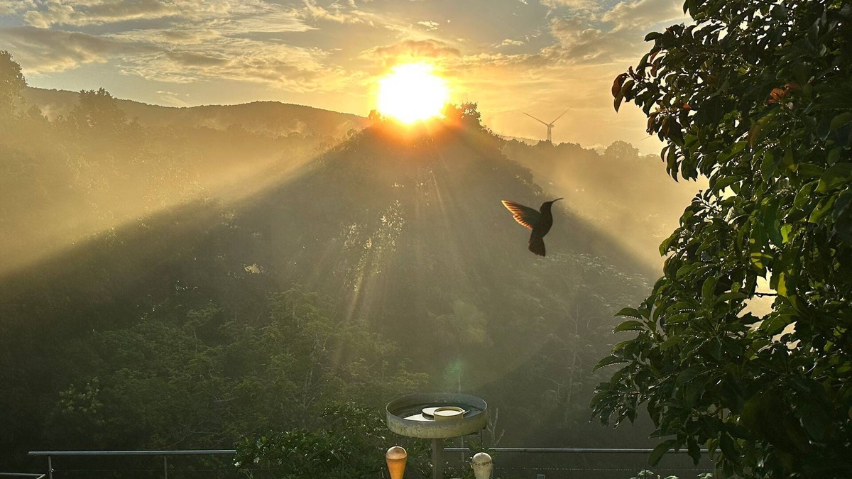 Sainte-Rose Villa | Rejuvenate at Villa Colibri, pool overlooking the forest & Caribbean Sea!