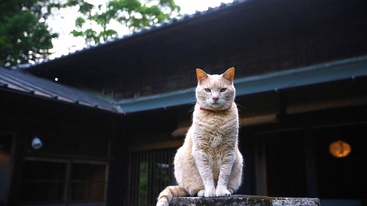 Tenryu House | Rental 100yearold beautiful heathered house M - Whole building rental/Hamamatsu Shizuoka