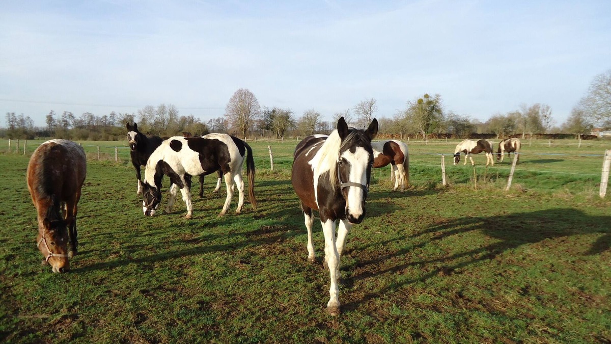 Droyes House | Rest on the farm with our 10 horses in the heart of nature. Wifi works.