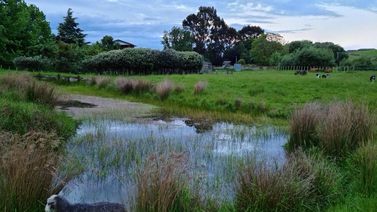 Cheltenham Apartment | Retreat to the farm and enjoy the native bush and stream.