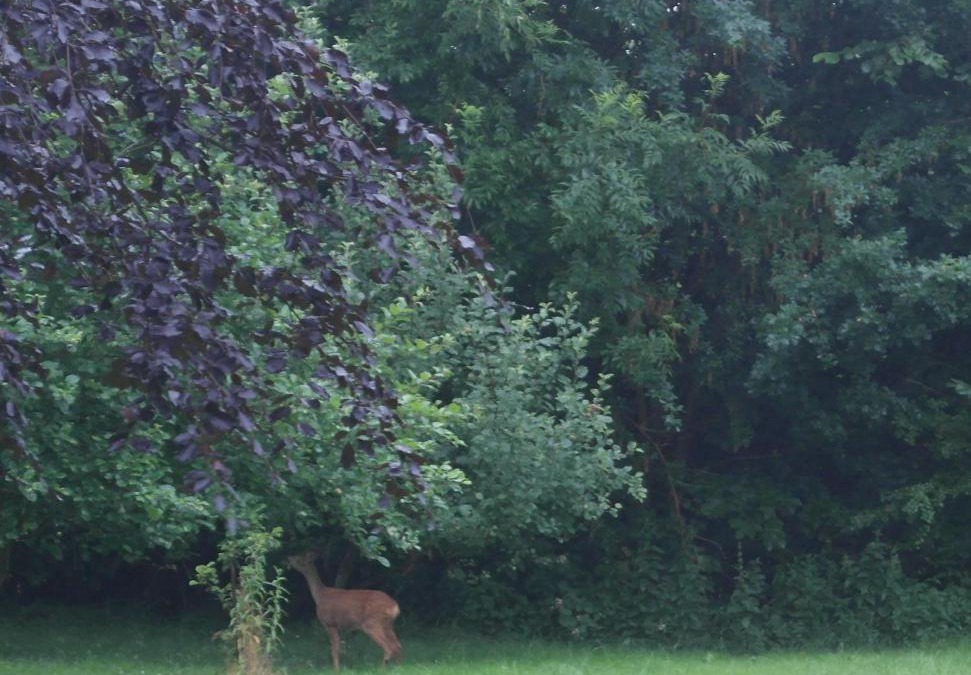 Galten Bed & Breakfast | Ringslund B&B