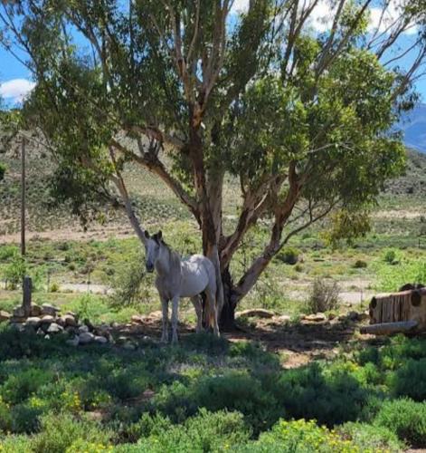 Plathuis House | Rocky Sands - Klein Karoo R62