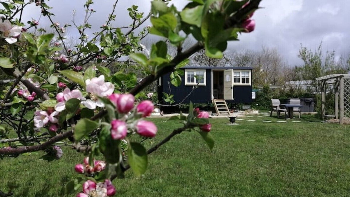 Bude Cabin | Romantic Apple Tree Shepherd's Hut with optional hot tub and shared EV charger.