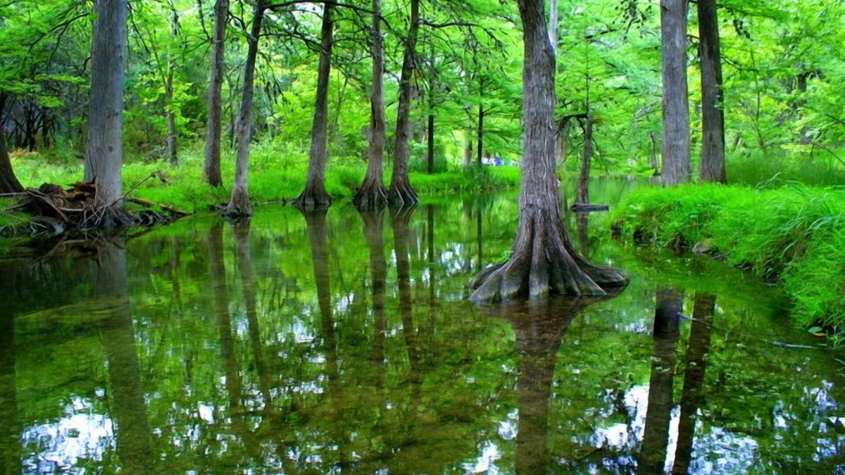 Wimberley Cottage | Romantic country cottage right on the Cypress Creek!