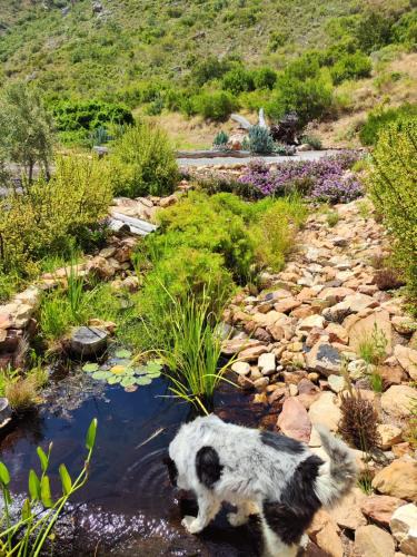 Montagu Apartment | Roodekloof