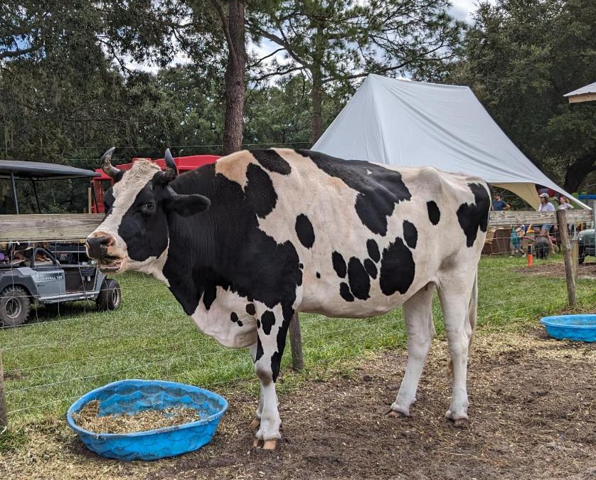 Putnam Hall House | Rooterville Animal Sanctuary