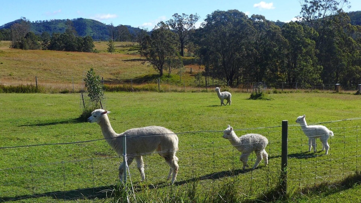 Mount George Cottage | Rural Ambience with Netflix. Two bedrooms / Breakfast incl / Kitchen. Sleeps 4.