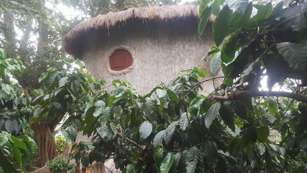Kaimane Apartment | Rustic Charm Wayanad - The Roots (Treetop Suite)