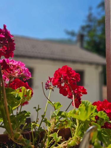 Alme House | Rustico Leonardo - la dolce vita italiana