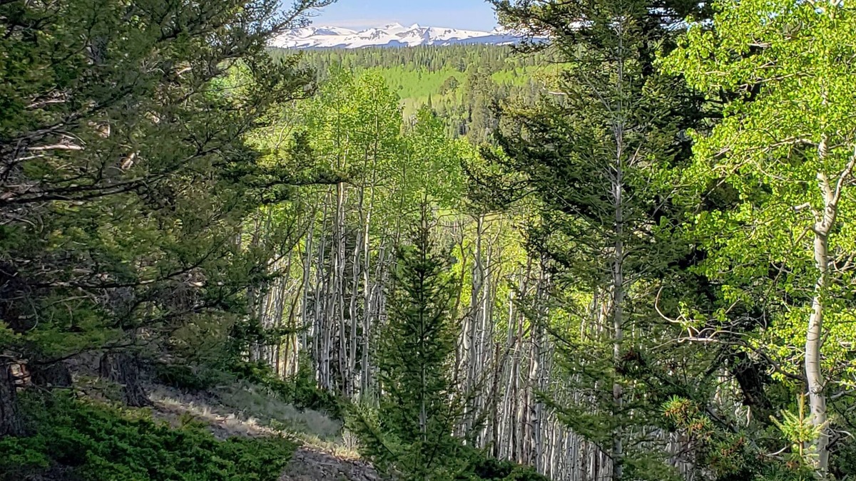 Cimarron RV Rental | RV Lot nestled in the Aspens!