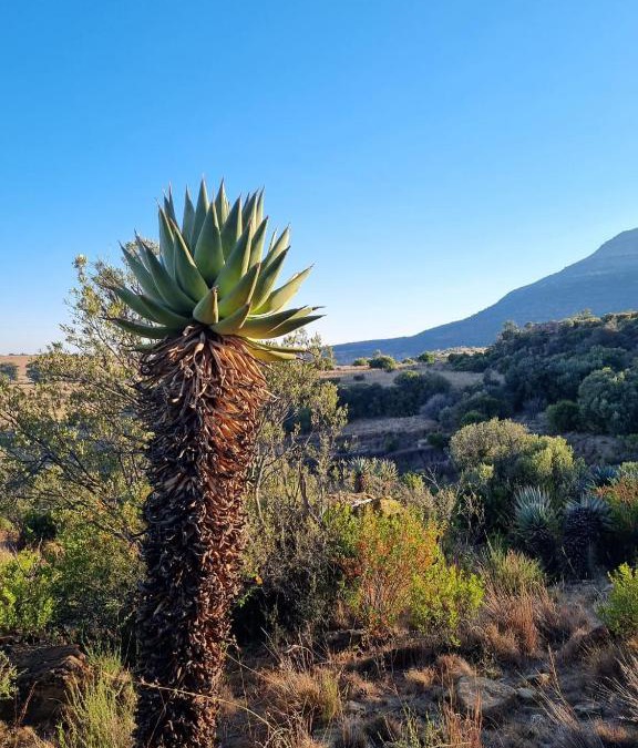 Maletswai House | Saffier river cottage Farmstay
