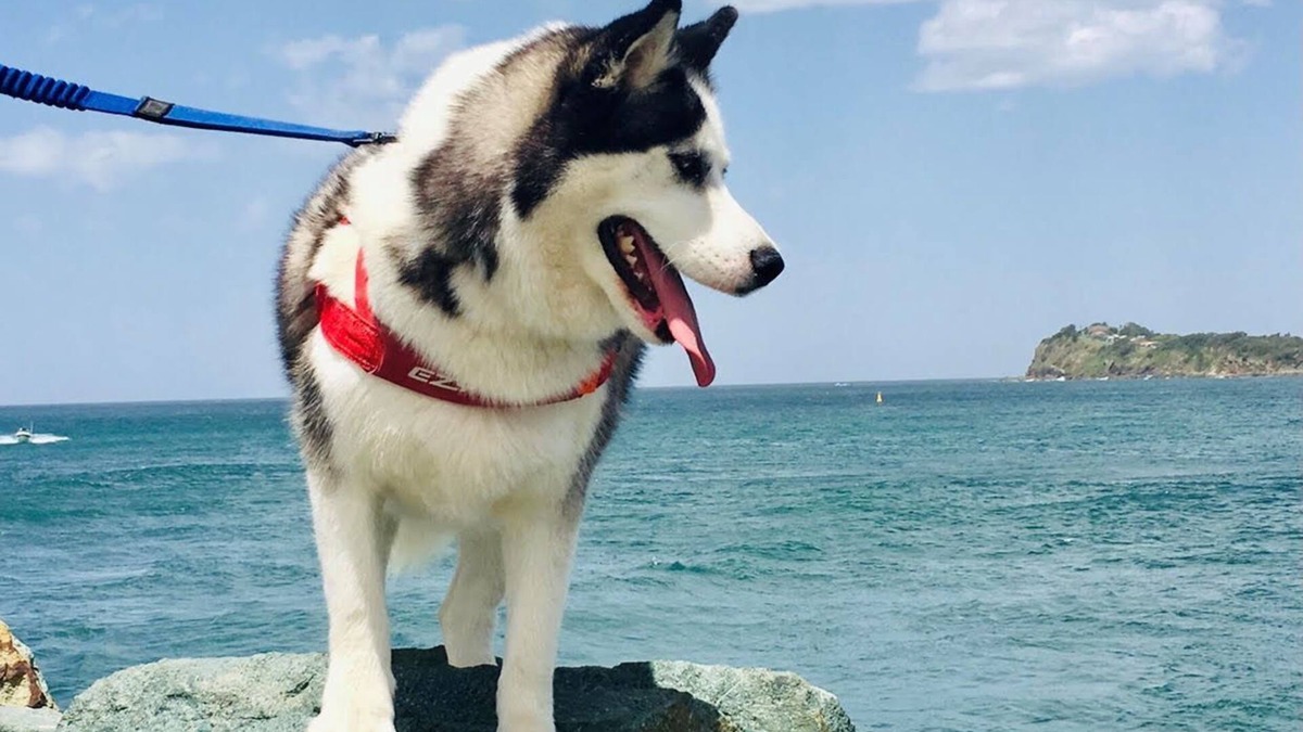 Tuncurry House | Sakari's Sanctuary - Tuncurry NSW Pet Friendly house