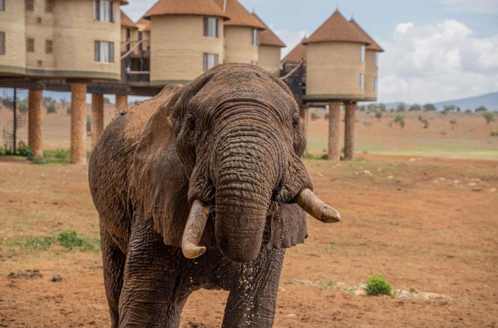 Murka Cabin | Salt Lick Safari Lodge