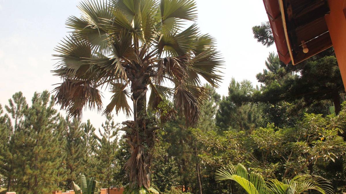 Masindi Other | Saltek Forest cottages