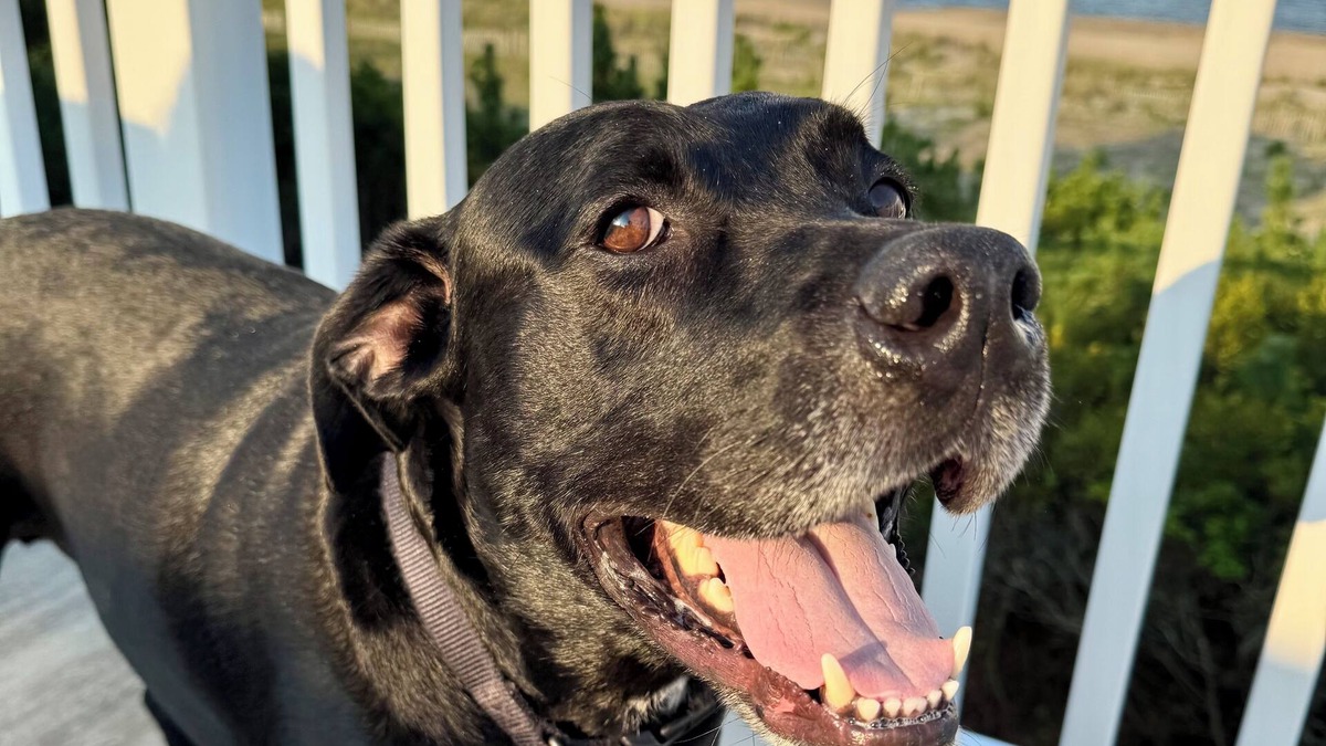 Bethany Beach Cottage | Salty Paws Beach Cottage - Just Steps From the Shoreline!