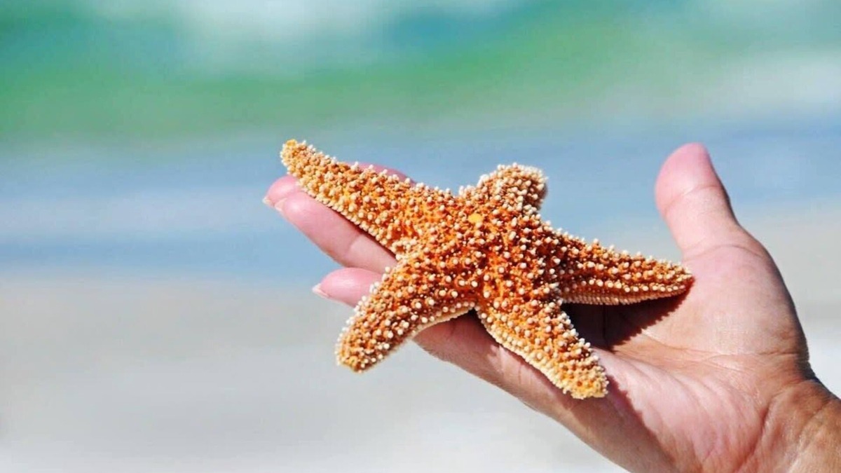 Belmont Shore Apartment | Salty Starfish: Work-Play-Relax-Beach-Bay-Pets OK