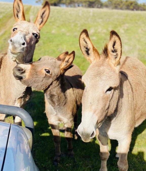 Dewars Pool Bed & Breakfast | Sandalwood Downs Fabulous Farm Stay TOODYAY