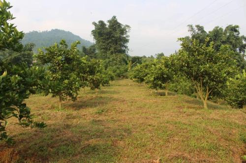 Sa Pa House | Sapa Orange Homestay
