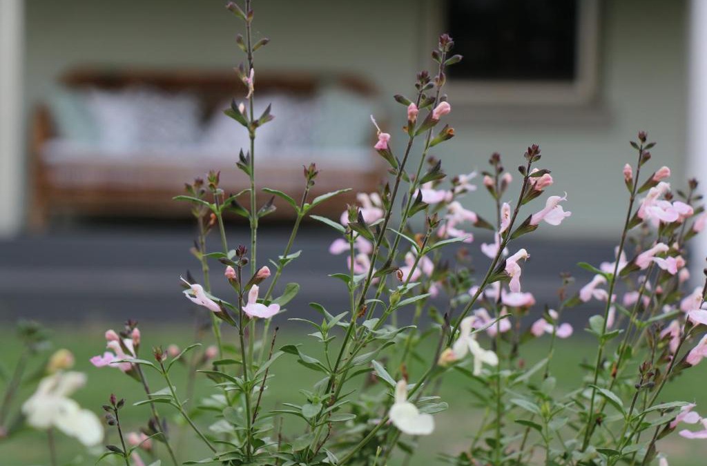 Allynbrook Villa | Serendipity on Allyn