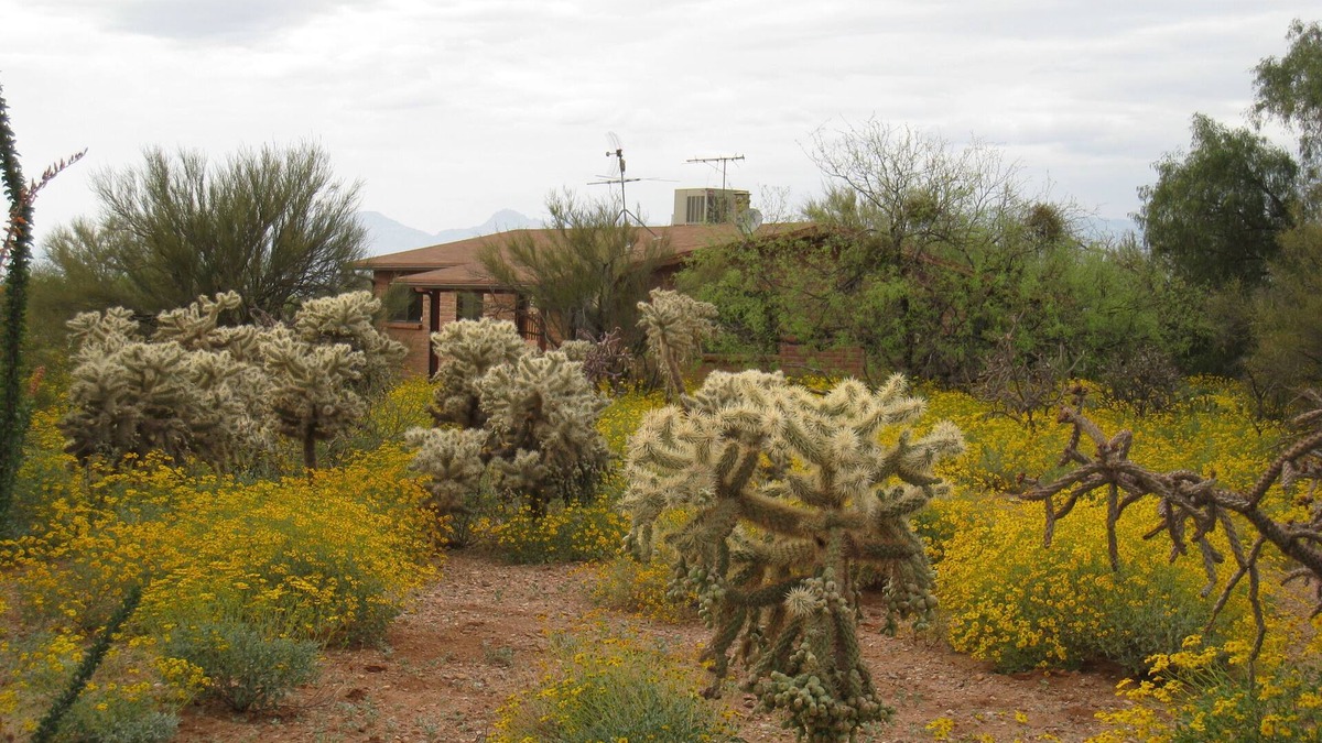 Tucson House | Serene desert environment, great sunsets, beautiful wildlife and long walks.