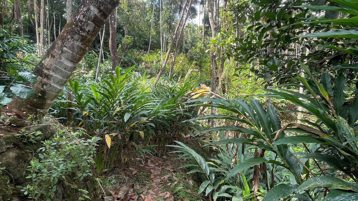 Devikolam House | “Serene Stays in God’s Own Country – Your Home Away in Kerala”.