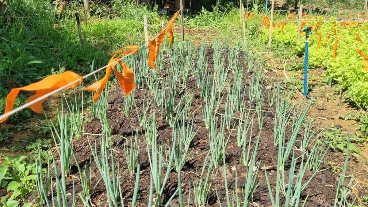 Paraopeba Resort | Sertão Veredas Hotel Fazenda