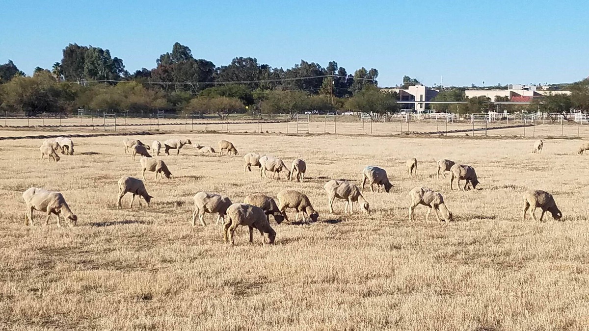 Campus Farm House | Sheep House! Fa-baah-bulous!
