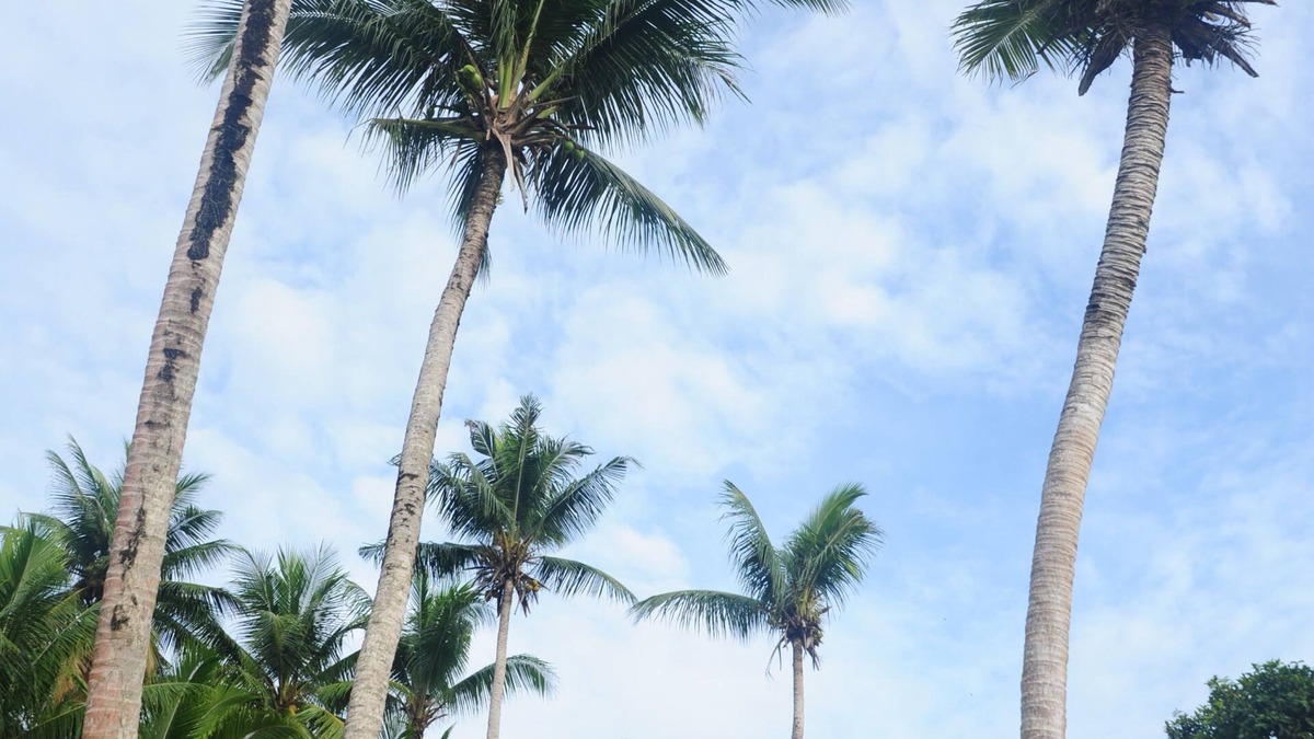 Koror Apartment | shell villa apartel resort