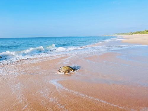 Rekawa Resort | Shine Wave Turtle Beach