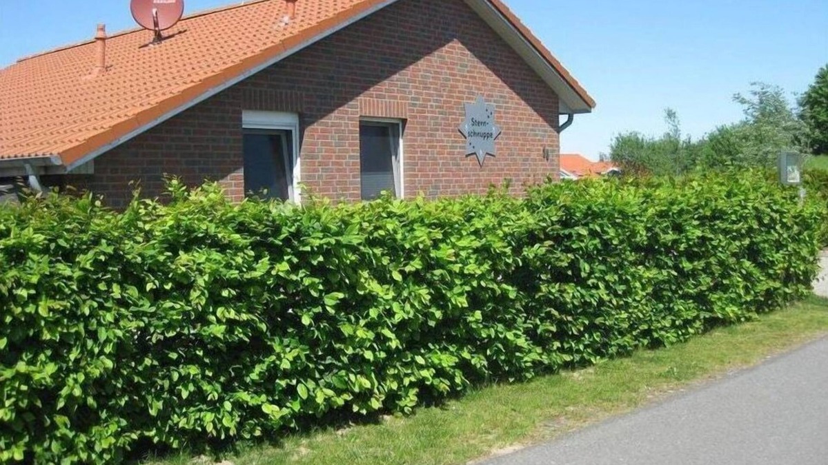 Norderteil Boat Rental | Shooting Star Comfortable holiday residence