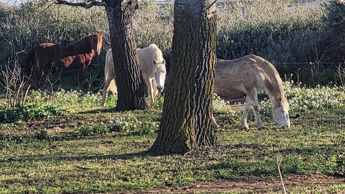 Villeneuve-les-Maguelone House | Single-storey house with swimming pool 10 minutes from the beach