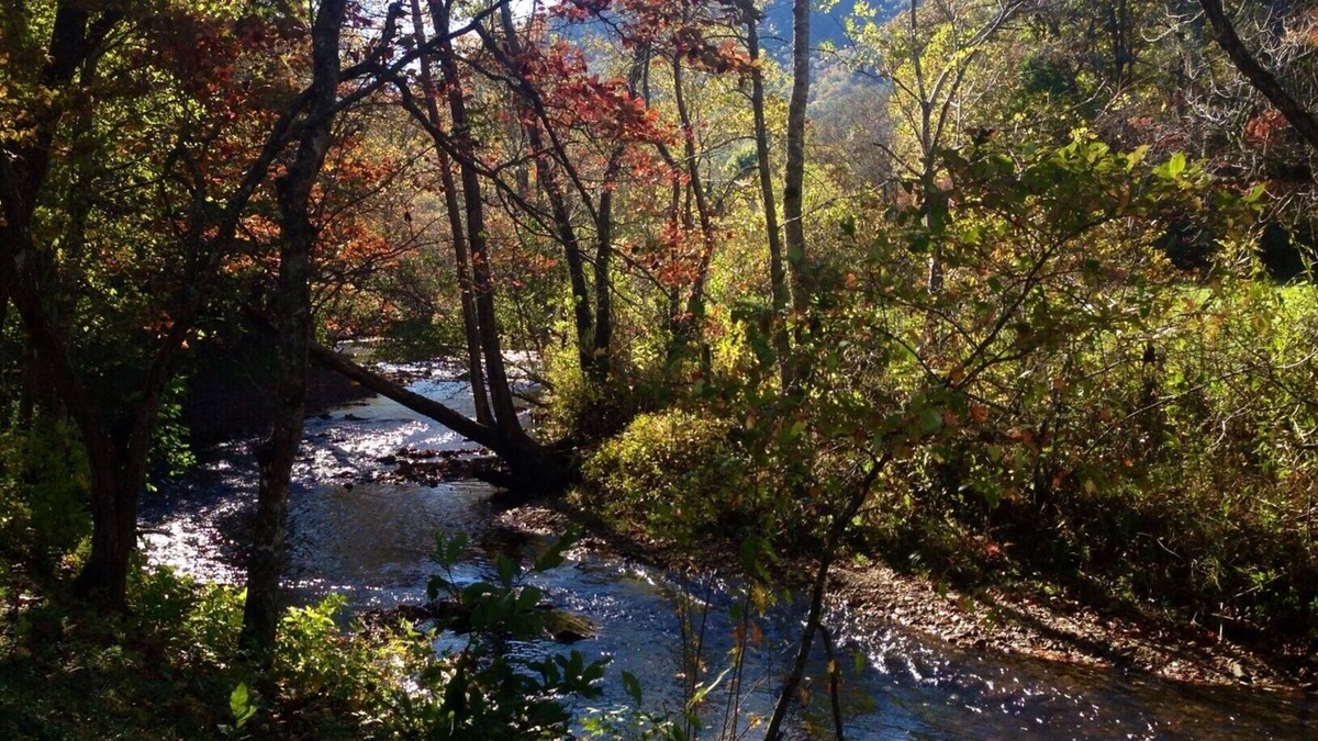 Otto Cottage | Smoky Mountain Creek Front Privacy