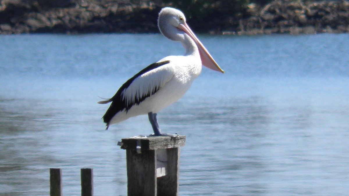 Keith Hall House | South Ballina Riverside Retreat